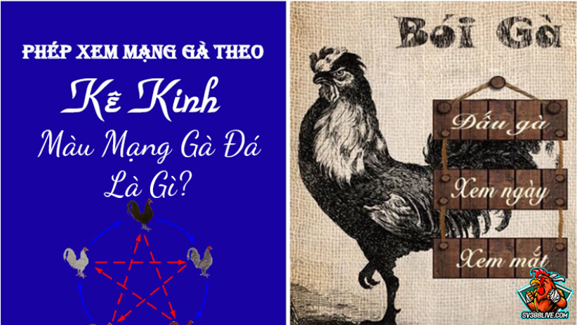 80 màu mạng gà đá