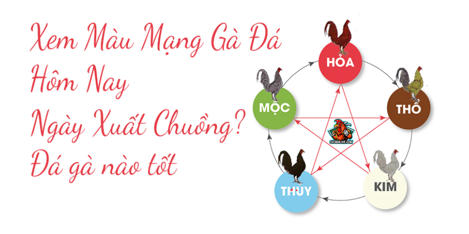 80 màu mạng gà đá