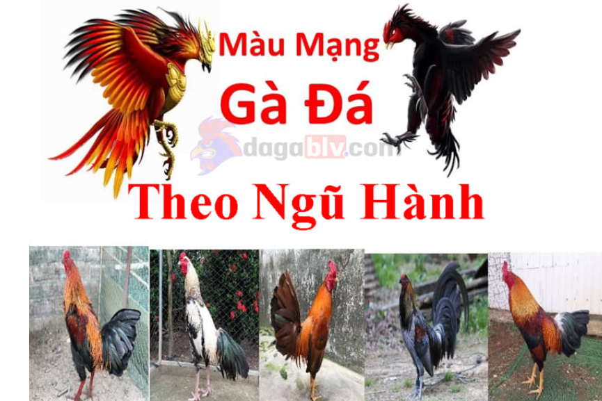 80 màu mạng gà đá